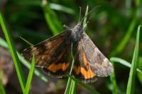 Boudinotiana notha