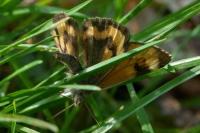 Boudinotiana notha