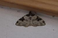 Xanthorhoe fluctuata