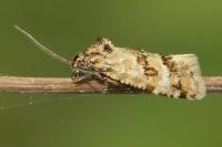 Aethes williana