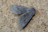 Orthosia populeti