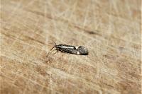 Esperia sulphurella