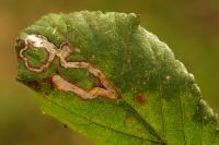 Stigmella