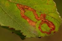 Stigmella