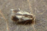 Stigmella trimaculella