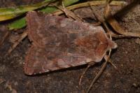 Cerastis rubricosa