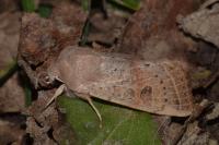 Orthosia gracilis