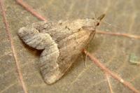Schrankia taenialis