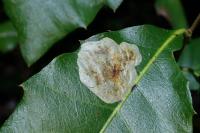 Phyllonorycter belotella