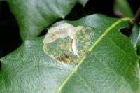 Phyllonorycter belotella
