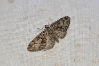 Eupithecia cocciferata