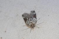 Nycteola siculana