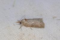 Nycteola