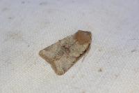 Spudaea ruticilla