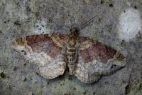 Xanthorhoe spadicearia