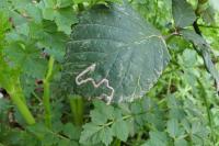 Stigmella aurella