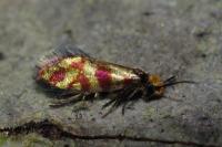 Micropterix tunbergella