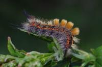 Orgyia recens
