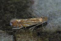 Phyllonorycter quercifoliella