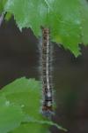 Lasiocampa quercus