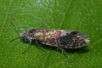 Eriocrania cicatricella