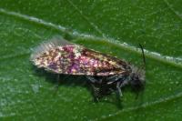 Eriocrania cicatricella
