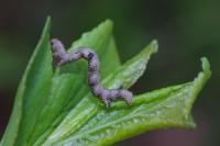 Colotois pennaria