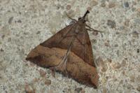 Hypena proboscidalis