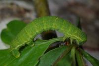Epirrita