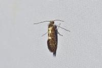 Dyseriocrania subpurpurella