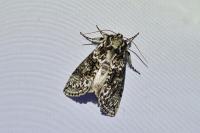 Polyploca ridens