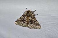 Lycia hirtaria