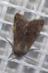Orthosia incerta