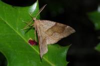 Plagodis pulveraria