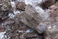 Orthosia incerta