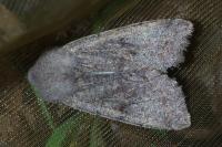 Orthosia incerta