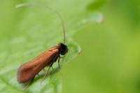 Cauchas rufimitrella