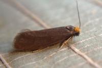 Incurvaria koerneriella