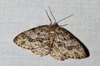 Ectropis crepuscularia