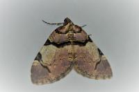 Anticlea derivata