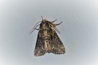 Polyploca ridens