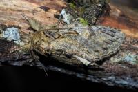 Peridea anceps