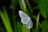 Asthena albulata