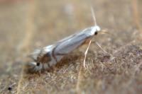 Phyllocnistis