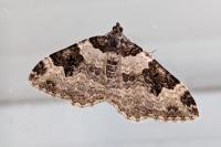 Xanthorhoe fluctuata