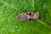 Orthosia gothica