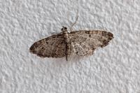Eupithecia