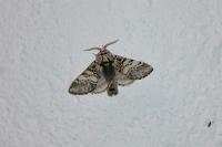 Drymonia ruficornis