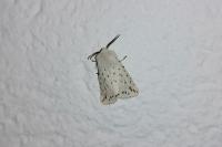 Spilosoma lubricipeda