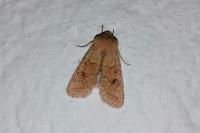 Orthosia miniosa
